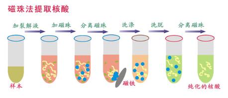 磁珠法自动核酸提取仪分离原理