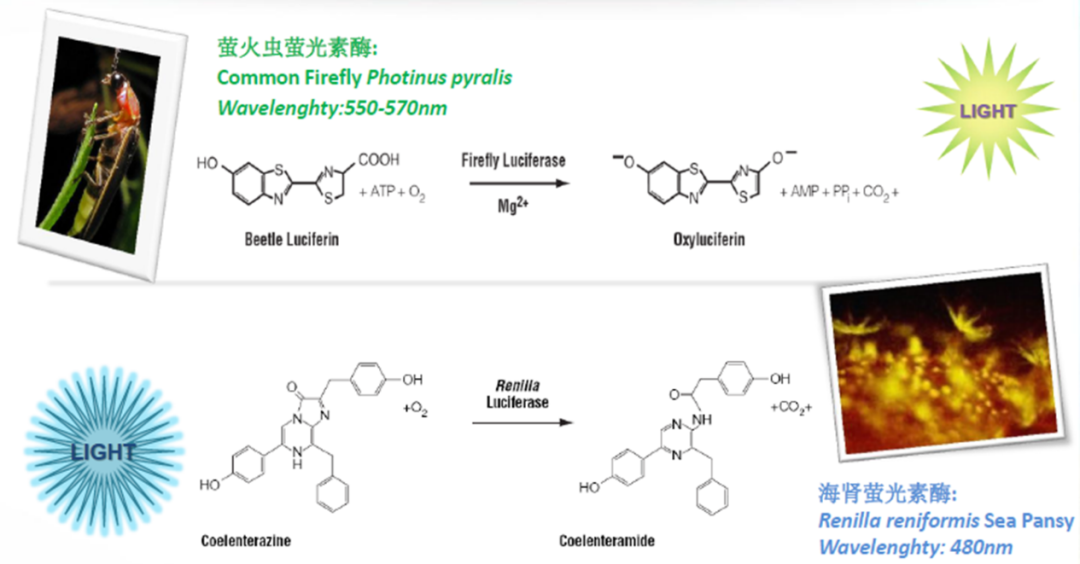 化学发光检测原理